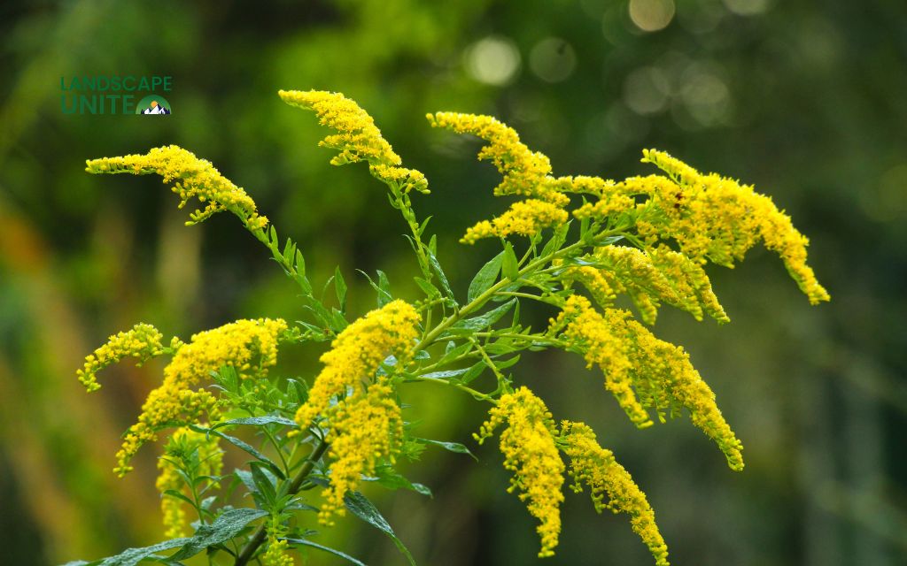 Top 15 varieties for stunning autumn color: Goldenrod