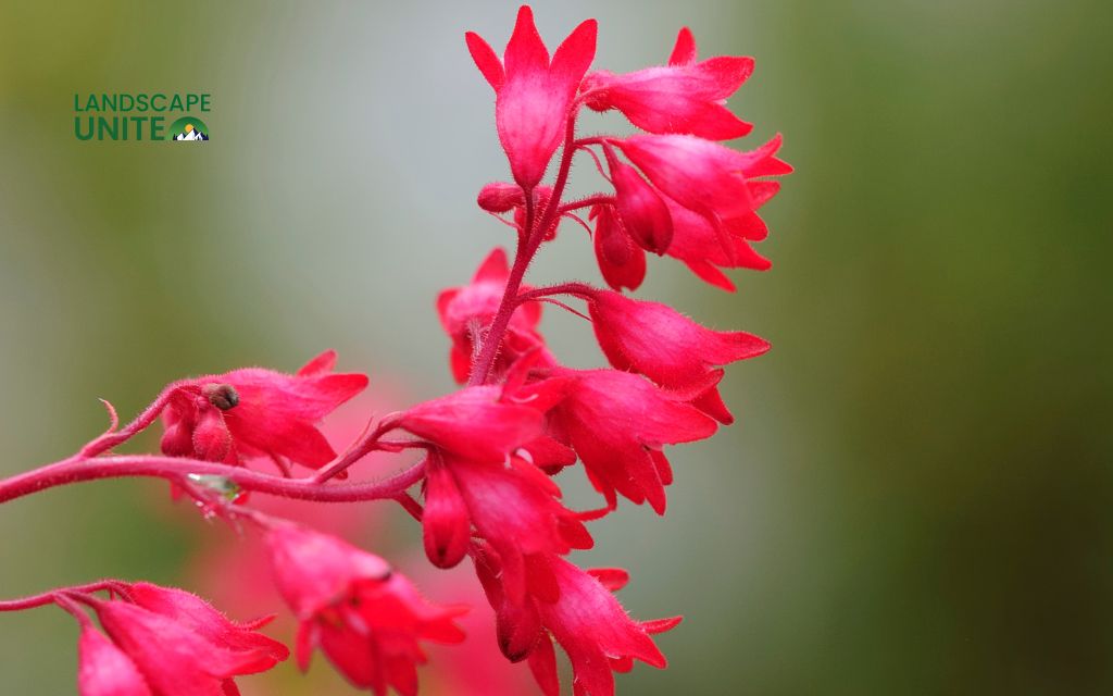 Top 15 varieties for stunning autumn color: Heuchera (Coral Bells)
