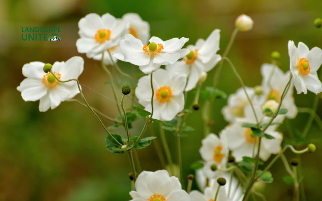 Top 15 varieties for stunning autumn color: Japanese Anemone