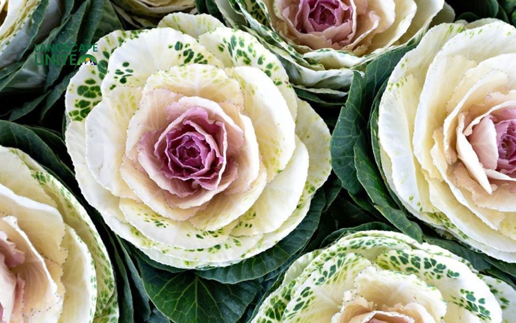 Top 15 varieties for stunning autumn color: Ornamental Cabbage