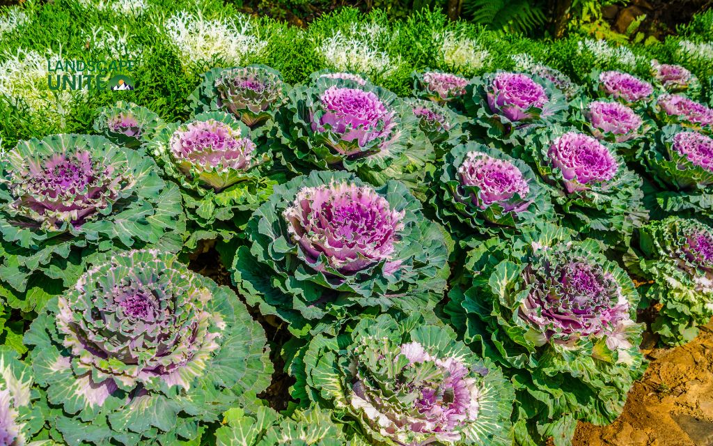 Top 15 varieties for stunning autumn color: Ornamental Kale