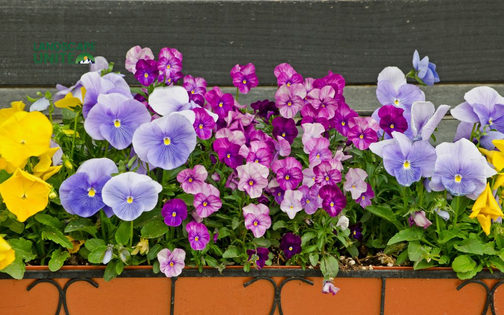 Top 15 varieties for stunning autumn color: Pansies