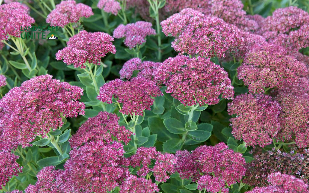 Top 15 varieties for stunning autumn color: Sedum (Stonecrop)
