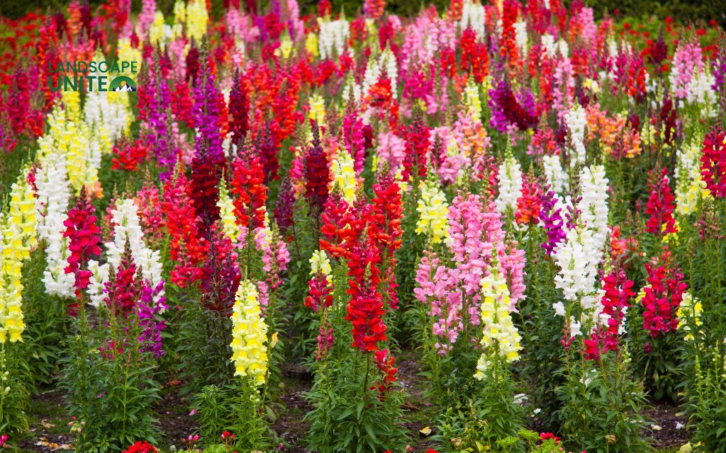 Top 15 varieties for stunning autumn color: Snapdragons