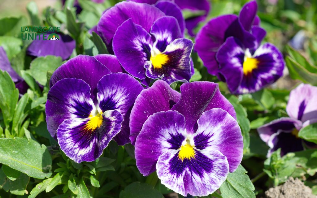 Top 15 varieties for stunning autumn color: Violas