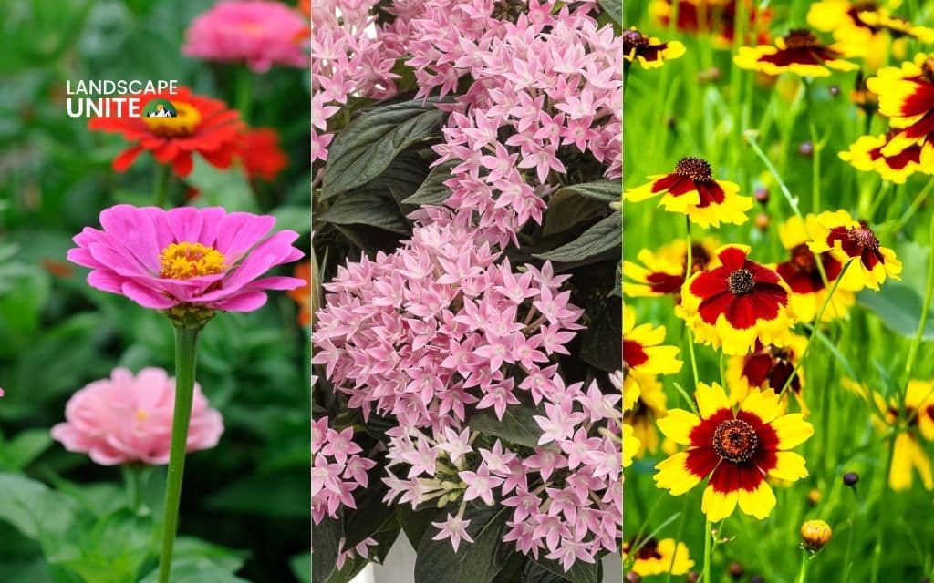 25 annual flower beds that deliver non-stop color all season 16 Zinnias + Pentas + Coreopsis