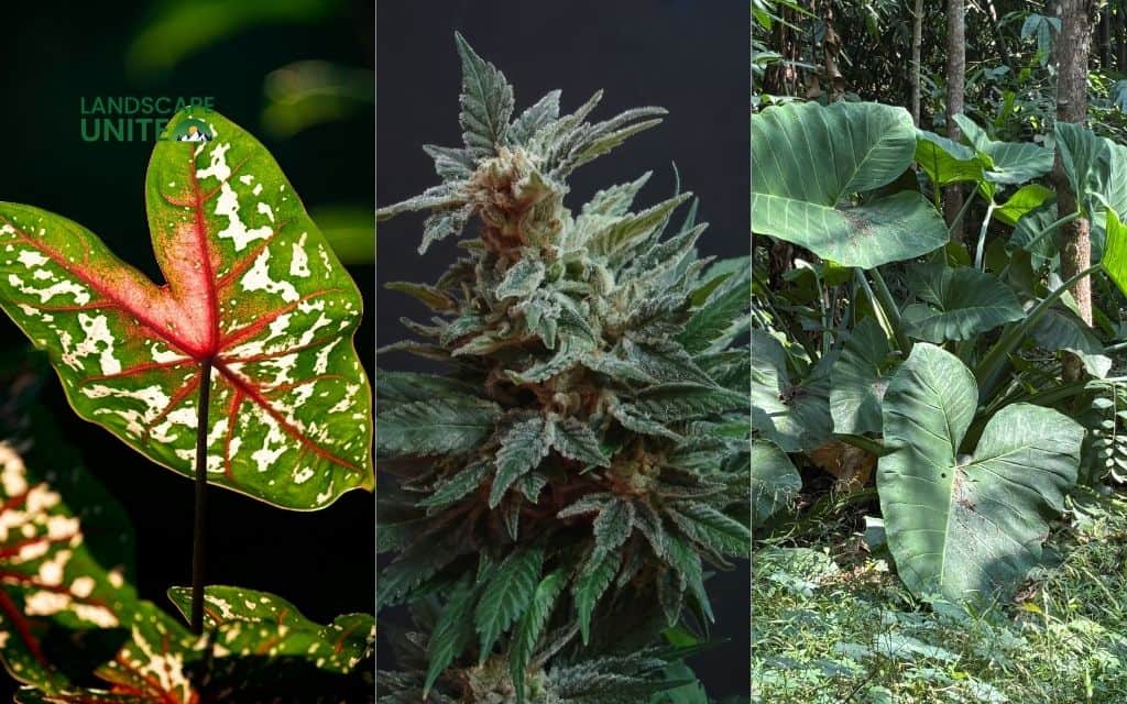 25 annual flower beds that deliver non-stop color all season 4 Caladiums + Cannas + Elephant Ears