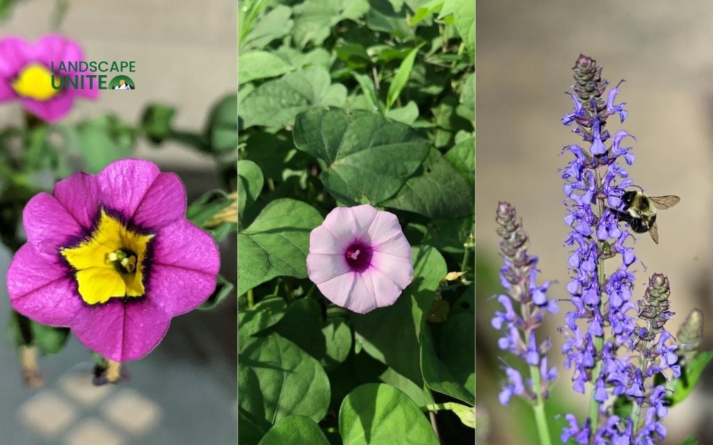 25 annual flower beds that deliver non-stop color all season 15 Calibrachoa + Sweet Potato Vine + Salvia