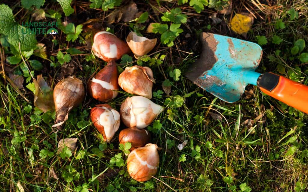 Canna bulbs when to plant: Best guide to create the most stunning gardens 1 What are canna bulbs?