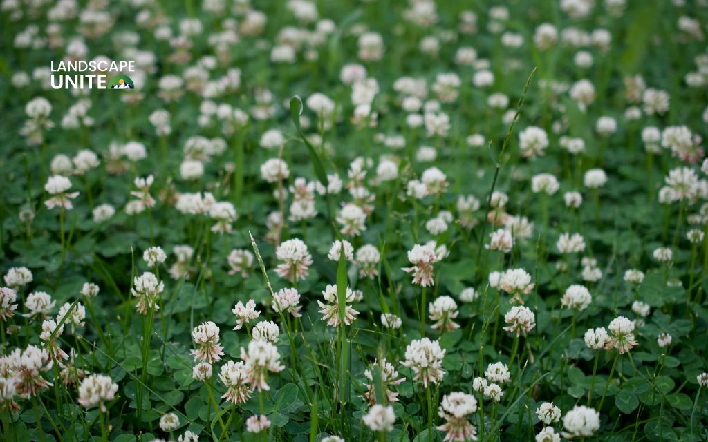 What causes clovers to spread in lawns?