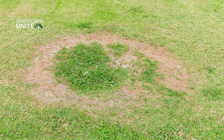 Complete Lawn Fungus Guide: 7 Types, Treatment & Prevention