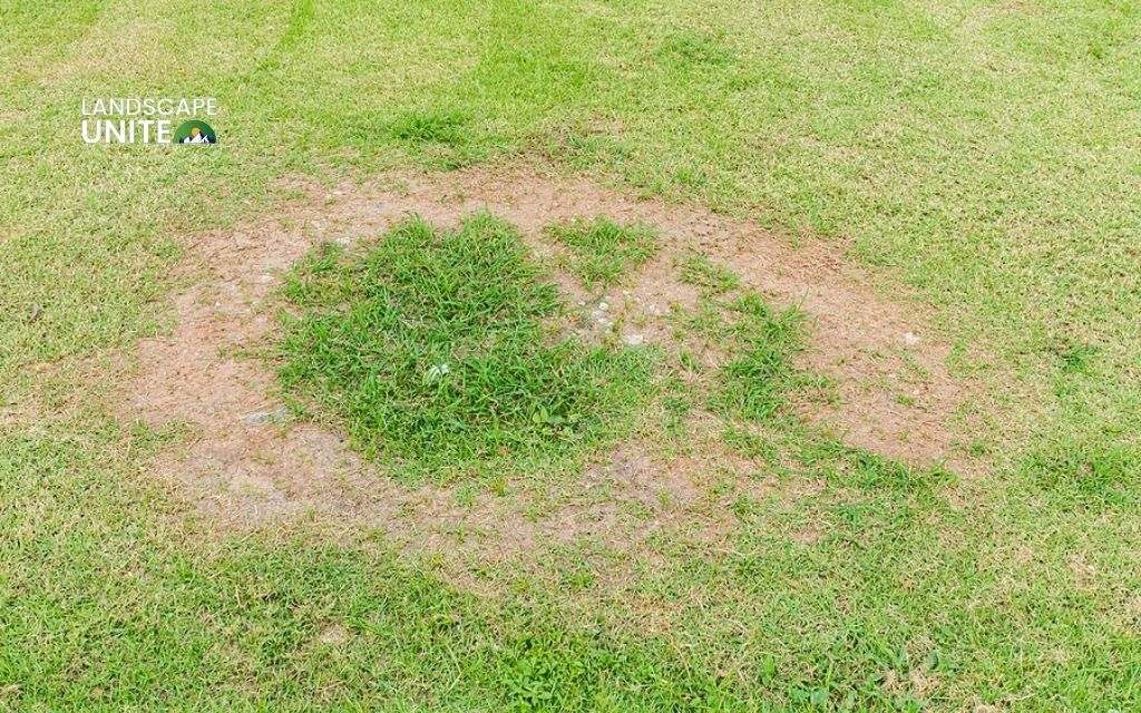 What causes lawn fungus?
