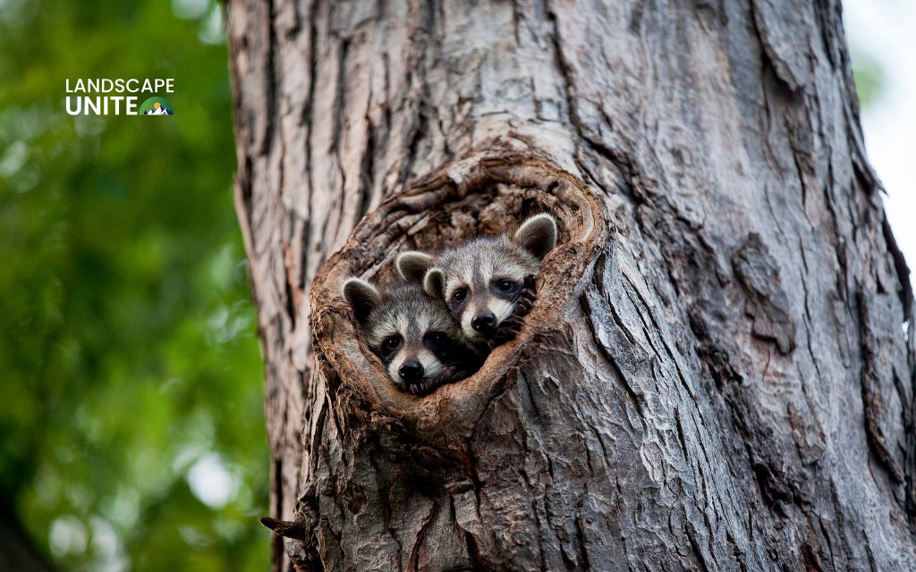 How to keep raccoons out of your yard: 10 effective and humane solutions 3 What not to do when dealing with raccoons