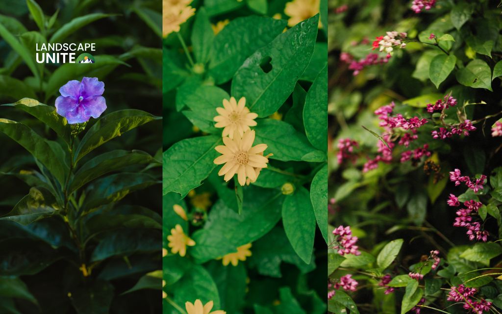 When to hire a professional for morning glory control