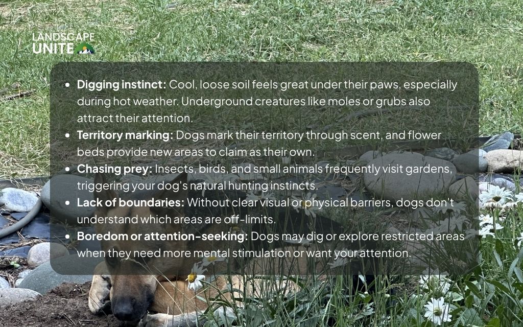 Why do dogs get into flower beds?