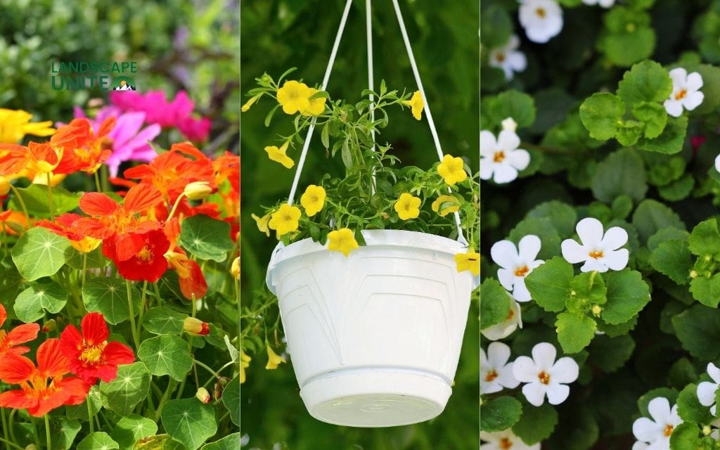 25 annual flower beds that deliver non-stop color all season 13 Nasturtiums + Million Bells + Bacopa