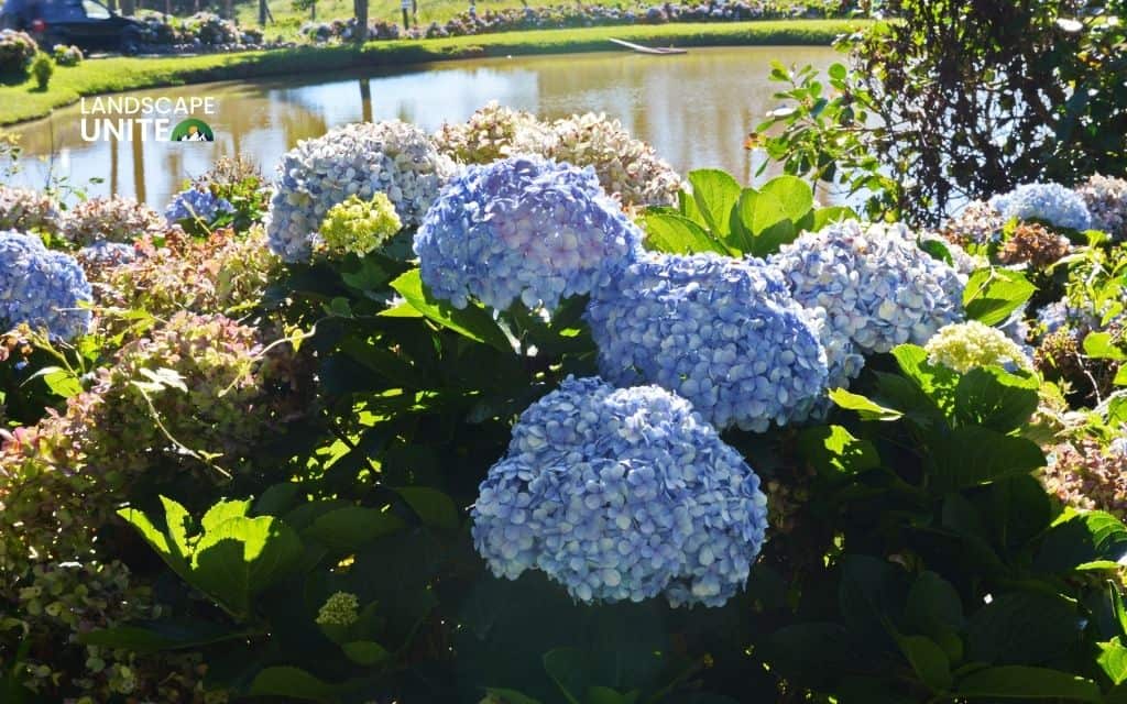 Landscaping with hydrangeas made easy: 14 proven ideas that actually work 1 14 stunning ideas for landscaping with hydrangeas