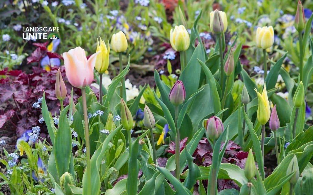 20+ Best spring flower beds ideas for a vibrant, colorful garden