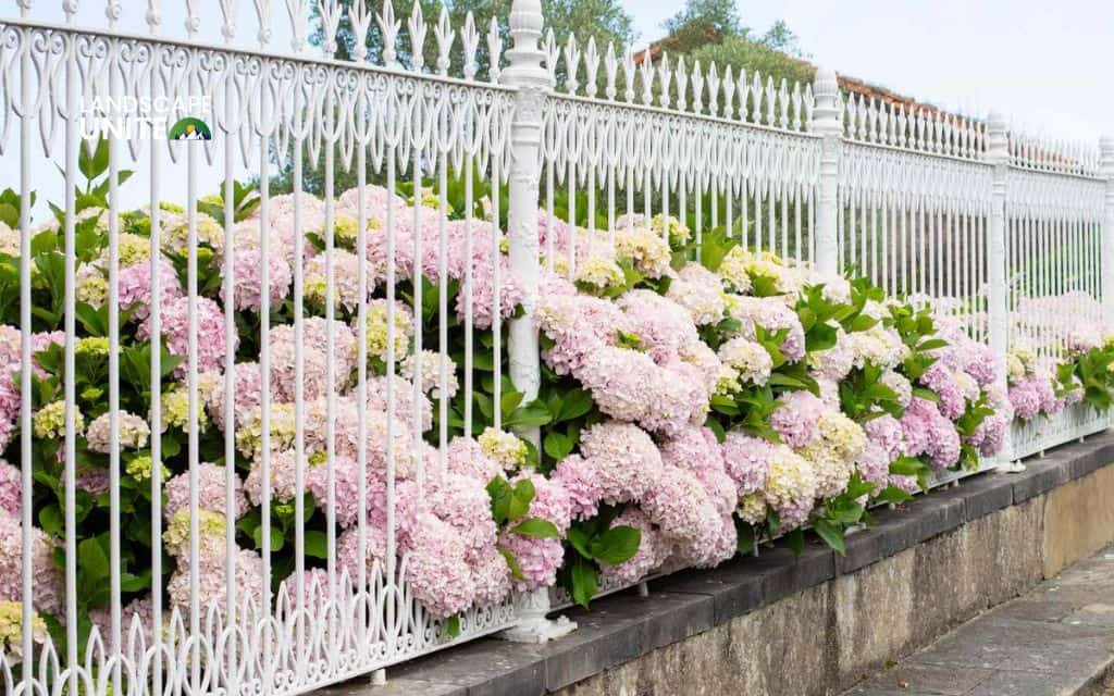 Landscaping with hydrangeas made easy: 14 proven ideas that actually work 14 Add hydrangeas along a fence line