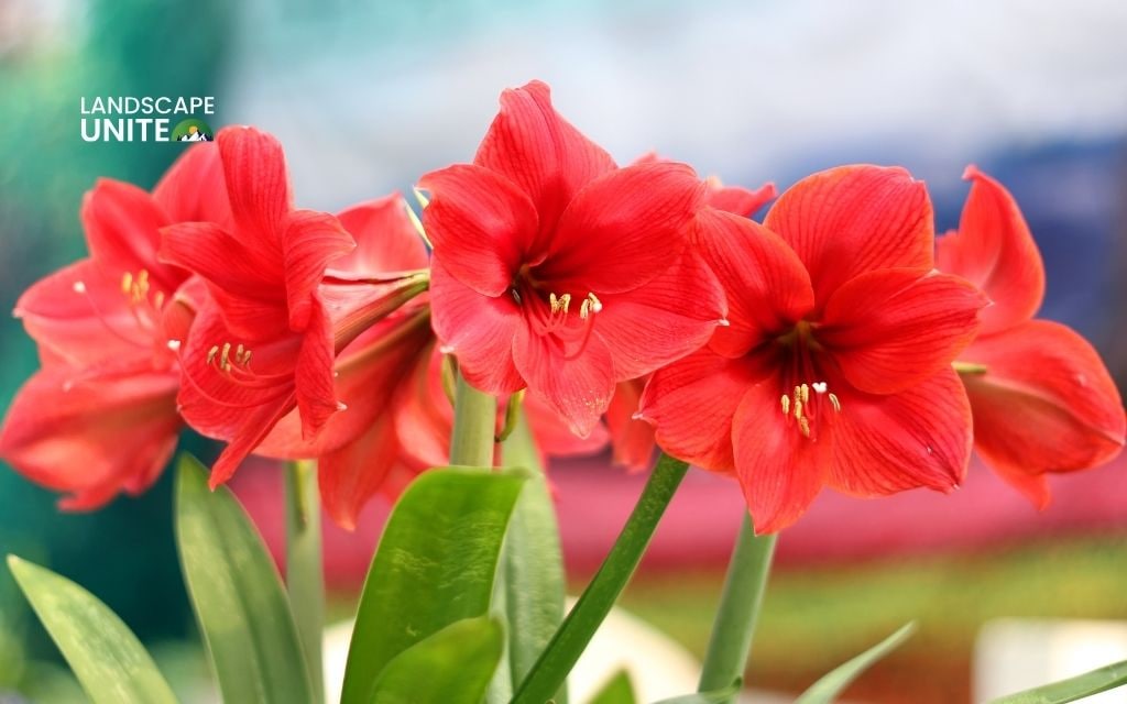 red plants: Amaryllis