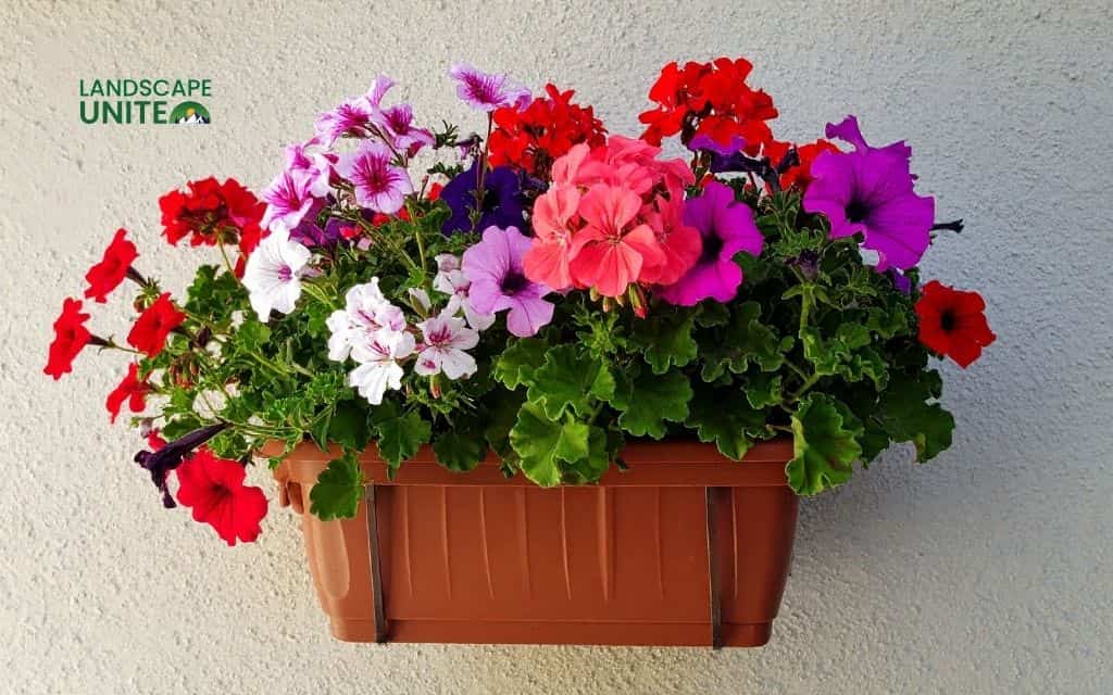Annual vs. perennial geraniums: making the right choice fro geraniums in flower beds