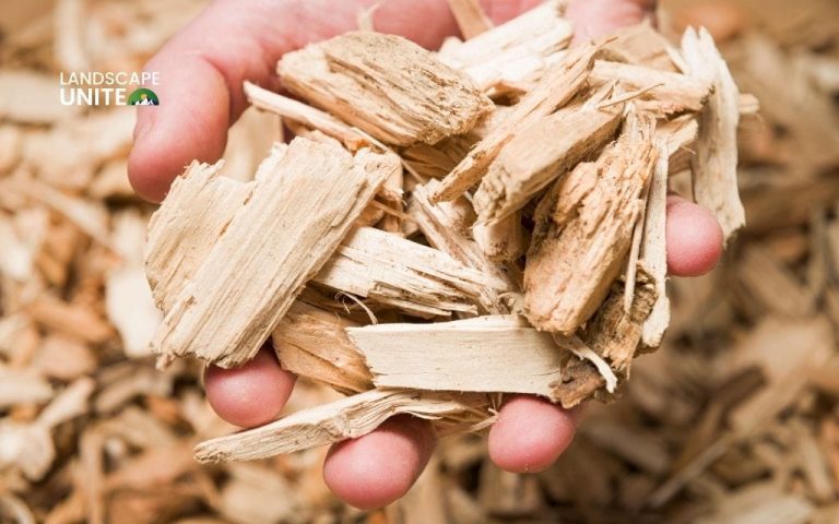 Are wood chips as mulch right for your garden? Your complete beginner's guide