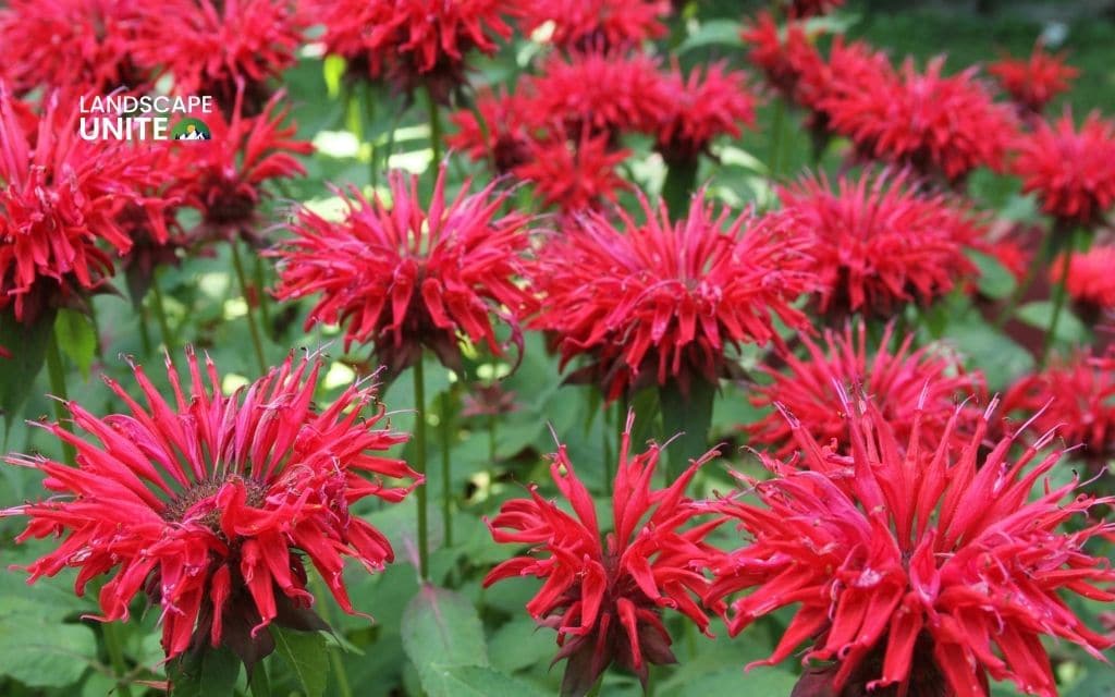 red flowers for flower beds: Bee Balm (Monarda 'Jacob Cline')