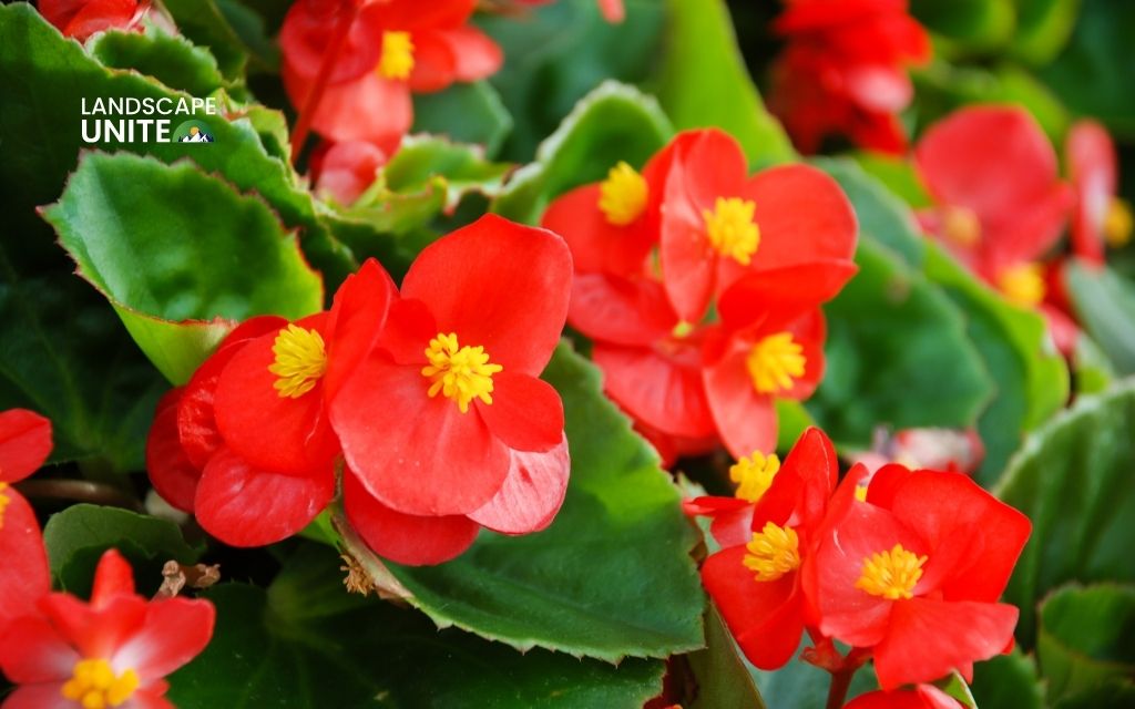 red plants: Begonia