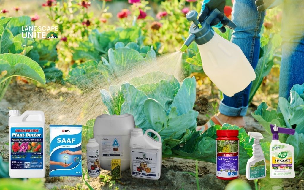 Best fungicides for plants: Complete disease control guide