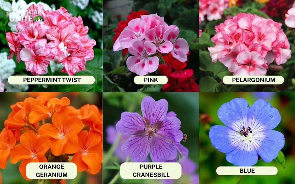 Best geranium varieties for American flower beds