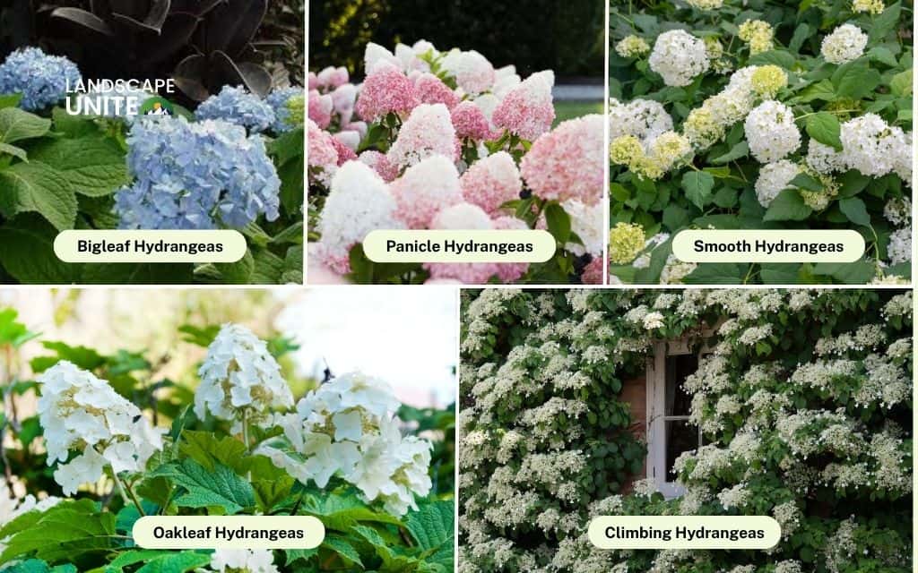 Landscaping with hydrangeas made easy: 14 proven ideas that actually work 2 Best hydrangea varieties for landscaping