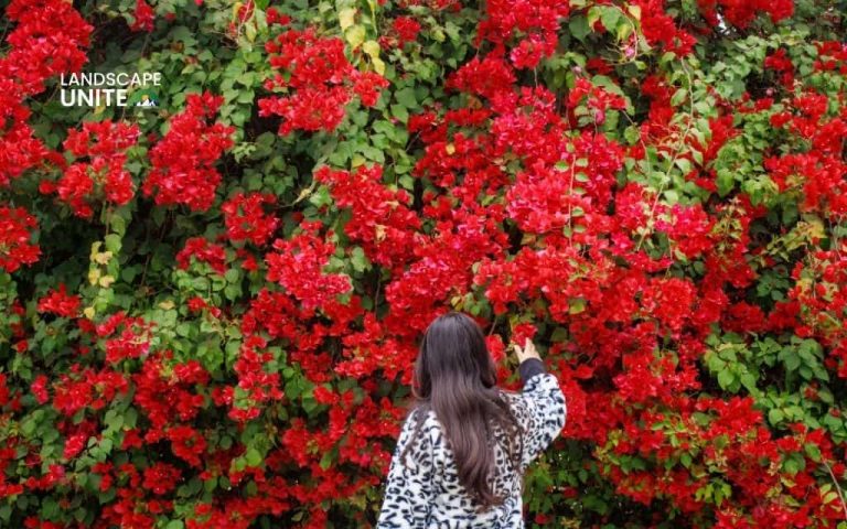 Best red plants & flowers: 50 stunning varieties for your garden