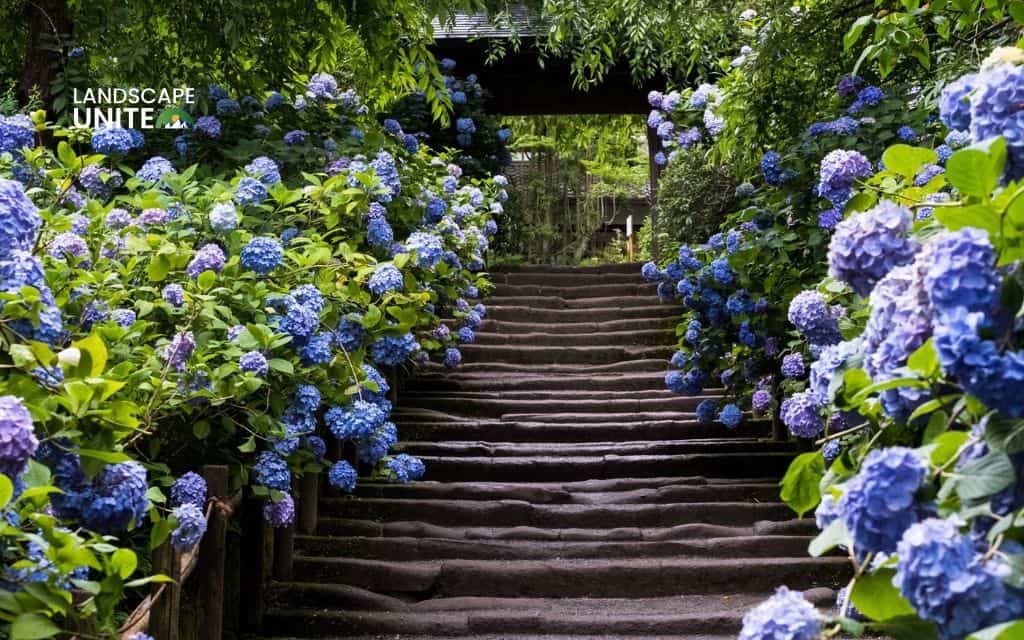 Landscaping with hydrangeas made easy: 14 proven ideas that actually work 4 Border your walkways with hydrangeas