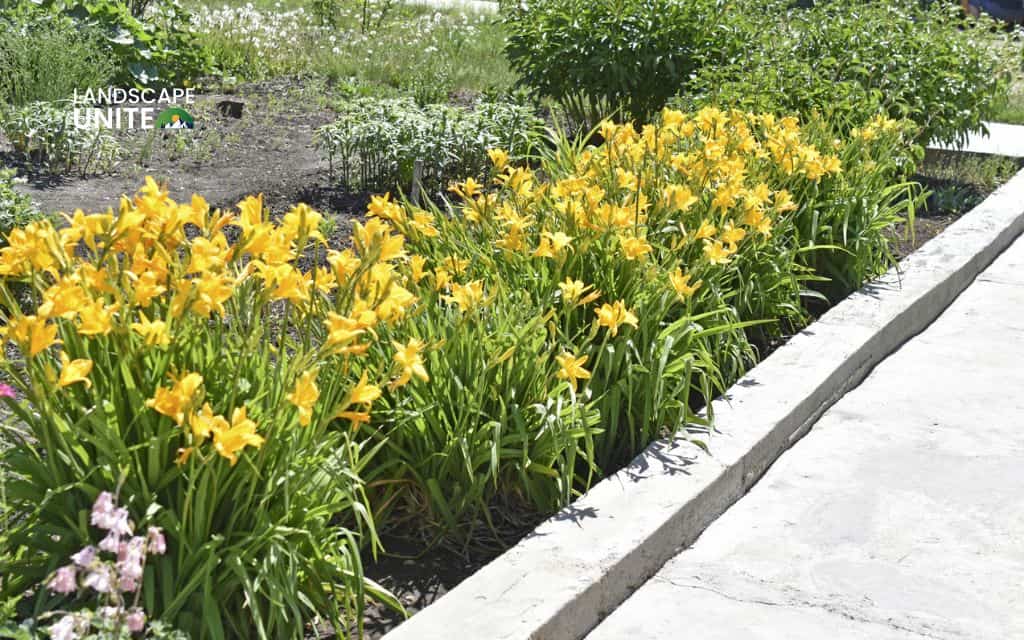 Landscaping with daylilies: Borders & pathway edges