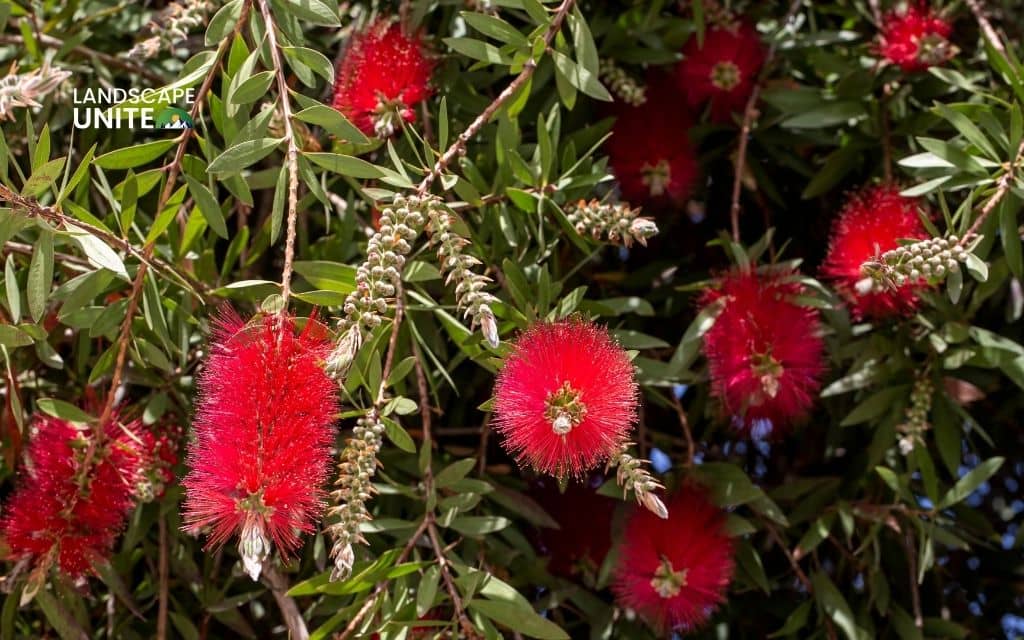 Bottlebrush Tree (Callistemon citrinus)