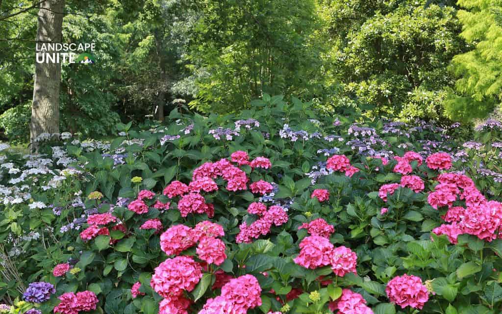 Landscaping with hydrangeas made easy: 14 proven ideas that actually work 9 Brighten a shady corner