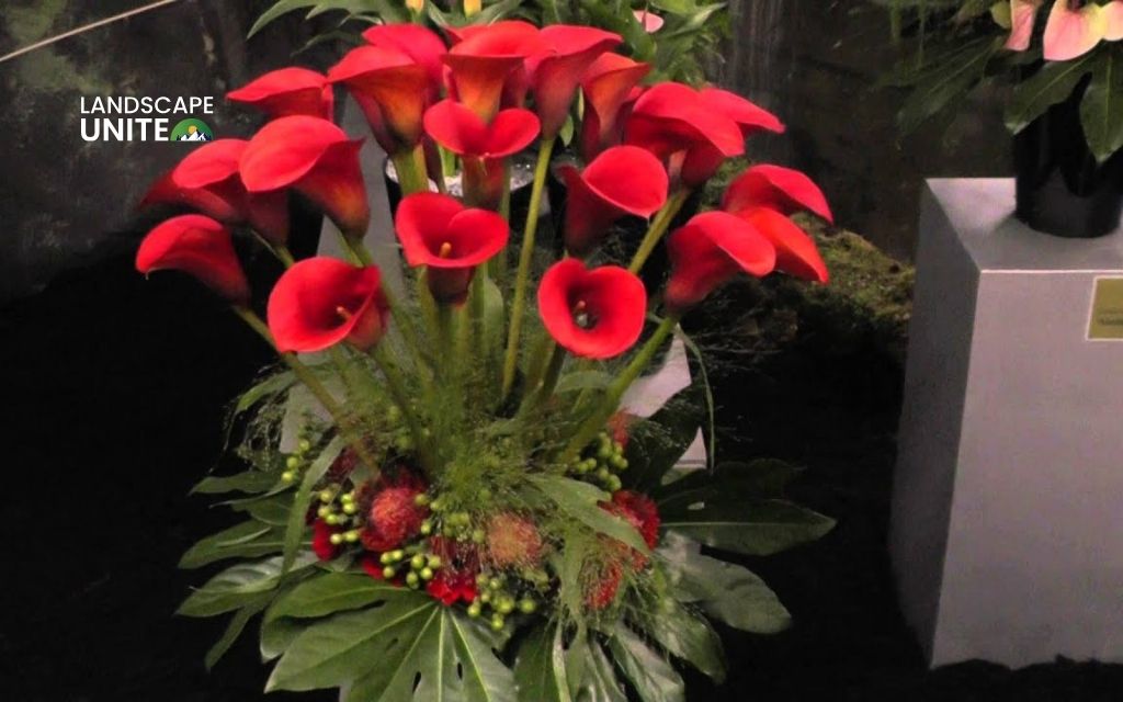 red blooming: Calla Lily 'Red Alert'
