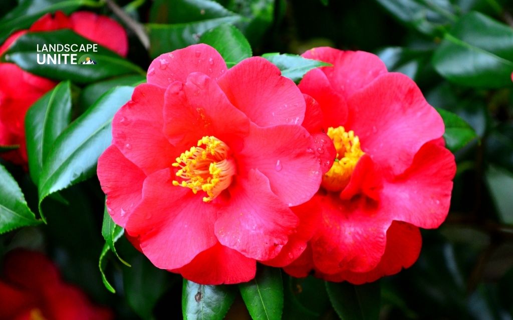 red plants: Camellia japonica
