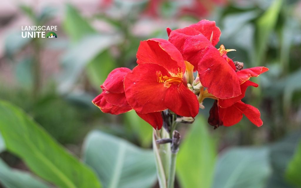 red garden flowers  : Canna Lily (Canna indica)
