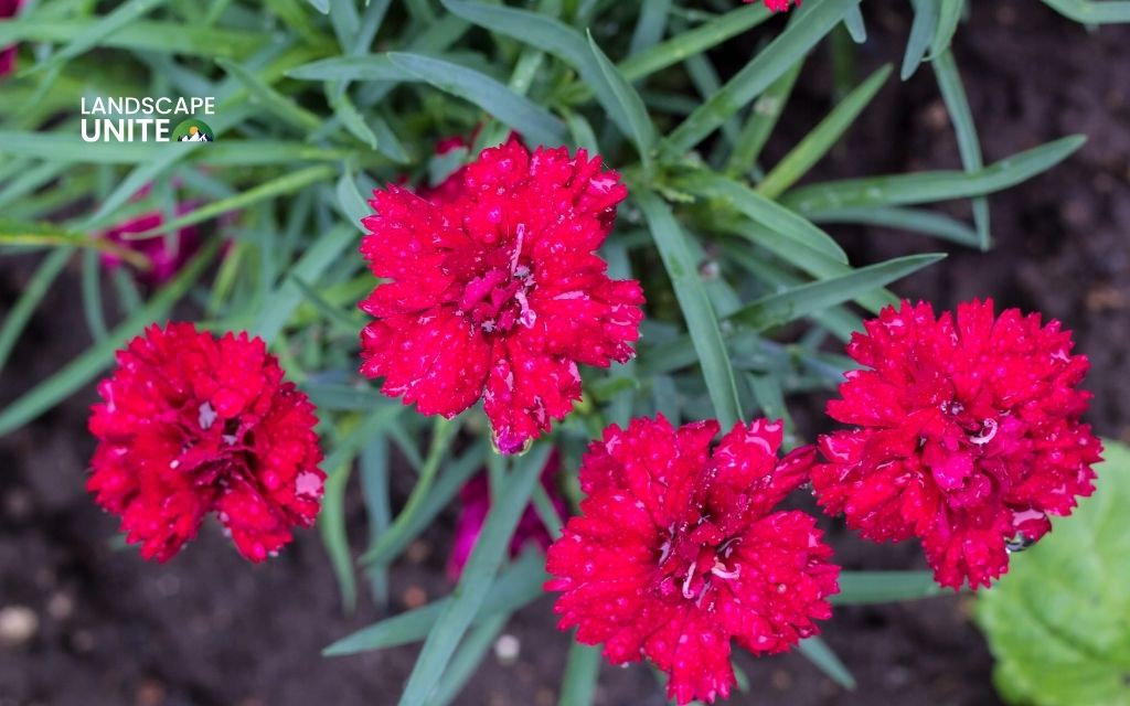 red summer flowers    : Carnation (Dianthus caryophyllus)