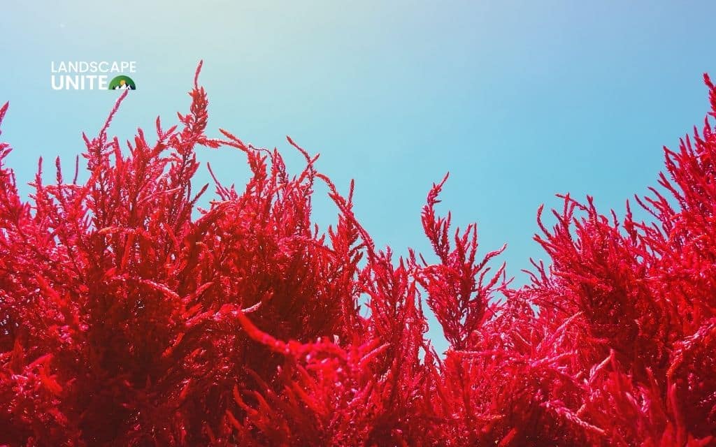 red plants: Celosia (Cockscomb)