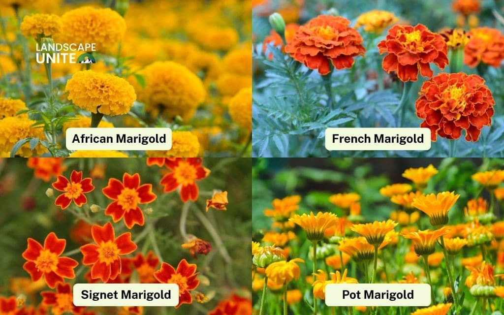 Choosing the right marigold variety