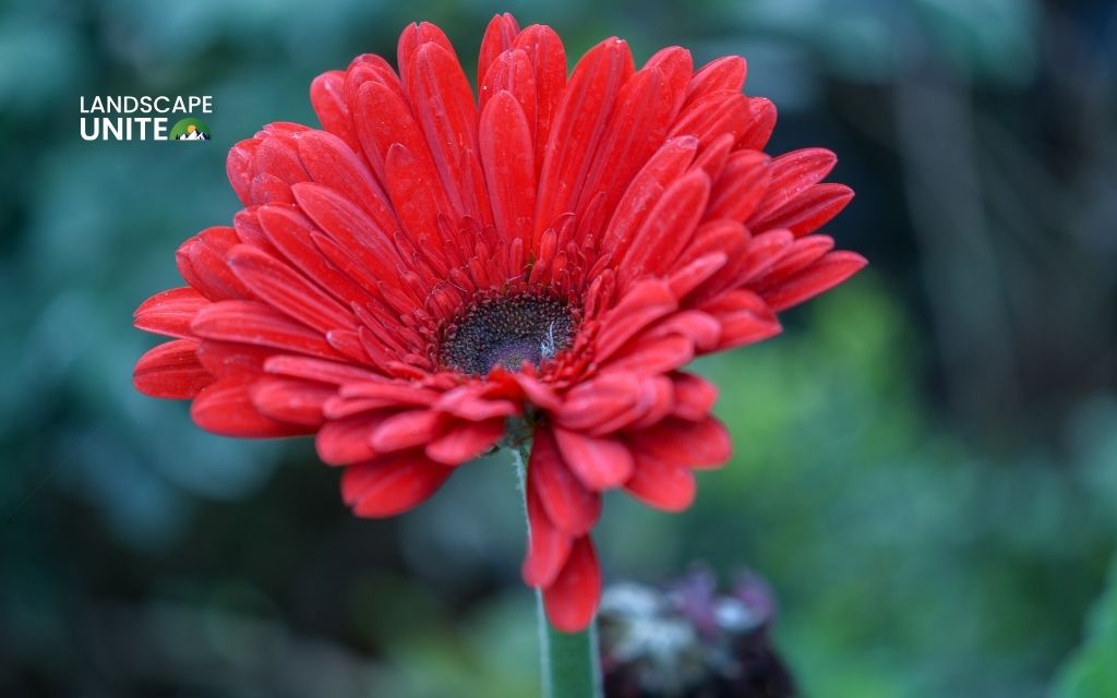 Chrysanthemum 'Red Daisy'