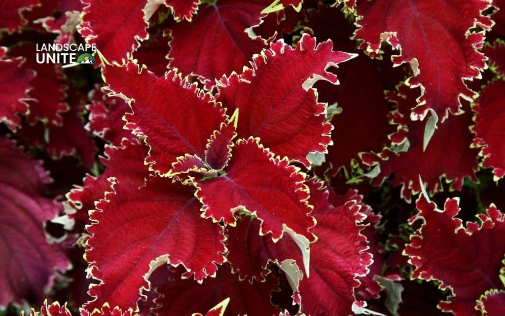 Coleus 'Kong Red'