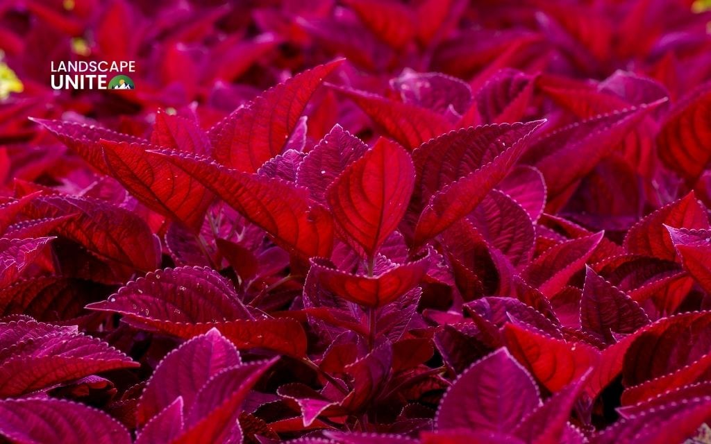 Coleus 'Redhead'