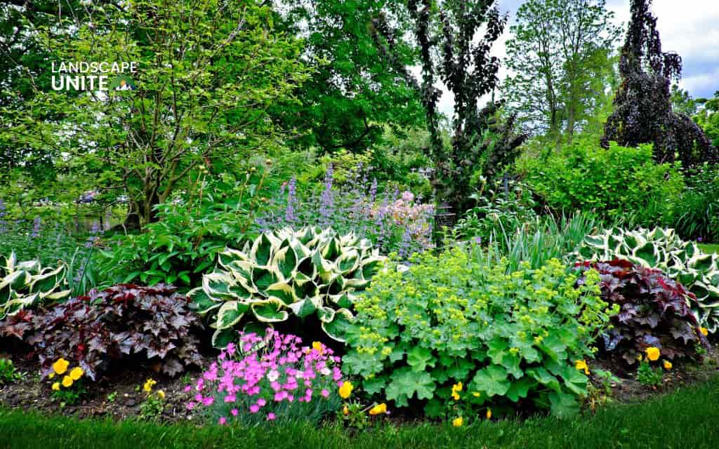 Landscaping with hydrangeas made easy: 14 proven ideas that actually work 10 Combine with hostas and ferns