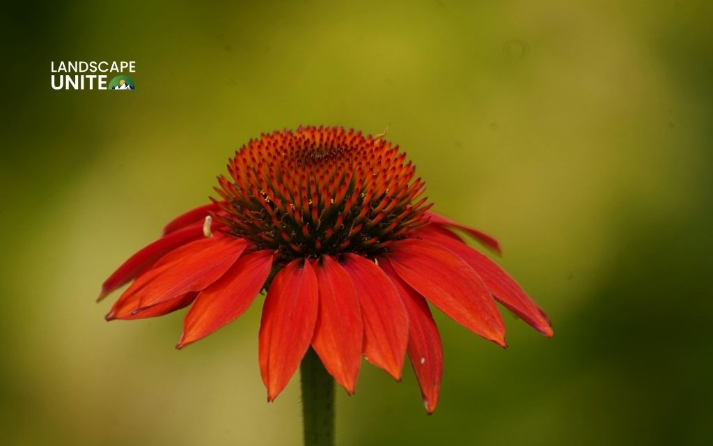 red plants: Coneflower 'Red Ombre' (Echinacea)