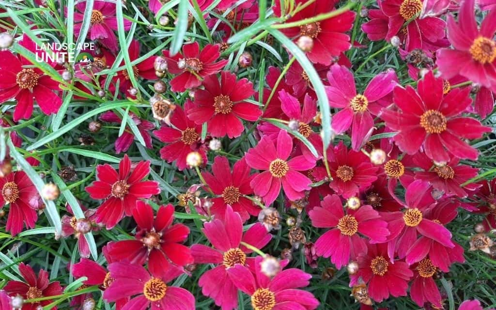 red flowering plant : Coreopsis 'Ruby Red'
