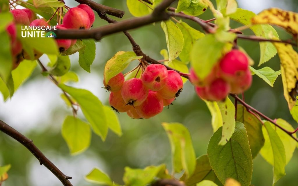 Crabapple Tree (Malus 'Royalty')