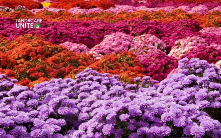 Create stunning mum flower beds that thrive year after year